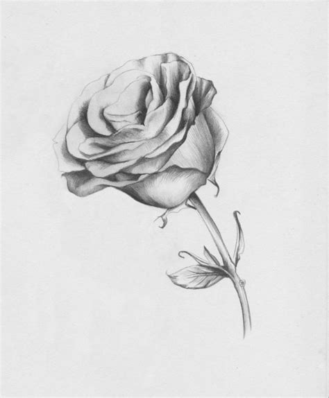 imagenes de rosas para dibujar a lapiz faciles paso a paso dibujando a gaara de frente