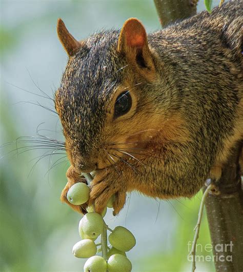 A Squirrel Eating Berries In A Forest Photograph By James Stewart