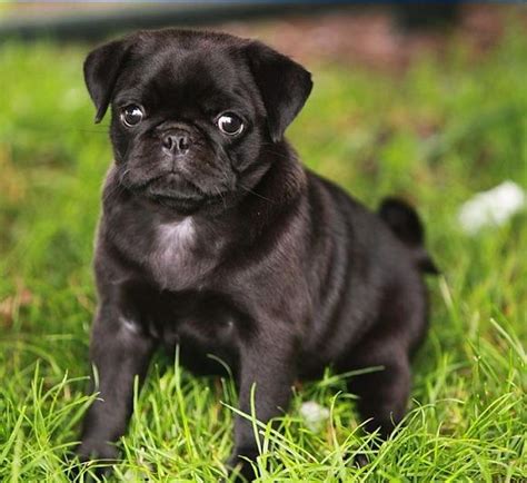 Cute Black Pug Puppy 黒パグ かわいいパグ パグ