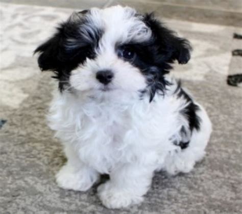 Maltipoo Black And White Puppies For Sale Maltipoo