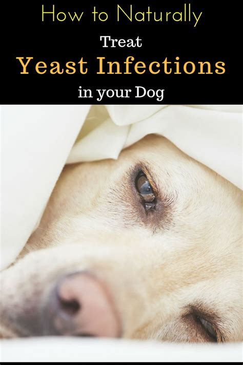How To Naturally Treat Yeast Infections In Dogs Dog Yeast Infection