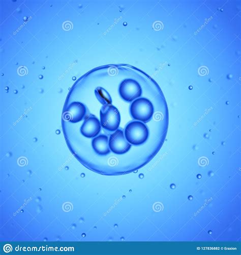 A Megakaryocyte Stock Illustration Illustration Of Nucleus 127836882