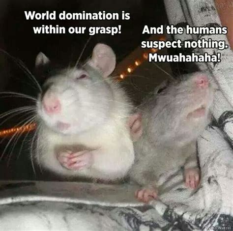 I For One Welcome Our Rodent Overlords Funny Animal Memes Funny