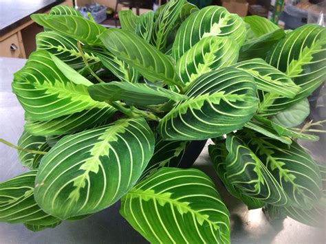 Exotic Angel Plant Care Indoor Coradi Chang