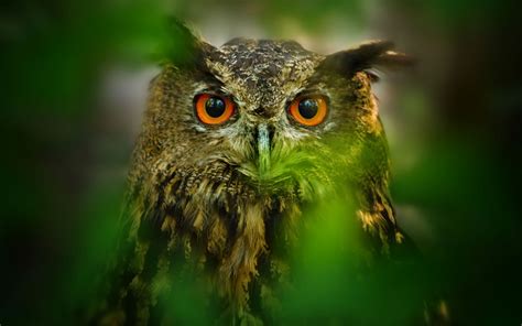 Bird Owl Nature Photo Wallpaper 1680x1050 11746