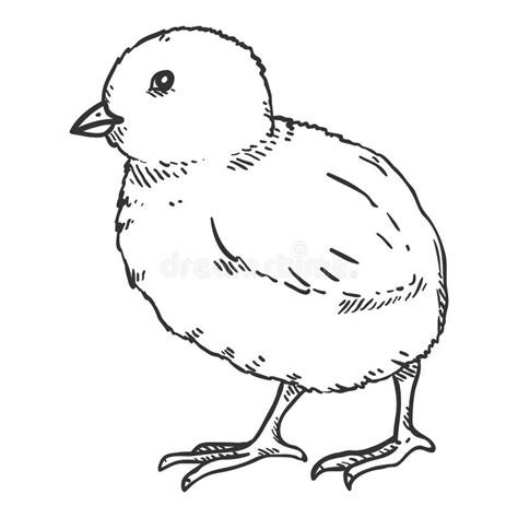 Chick Baby Hand Drawn Stock Illustrations 2848 Chick Baby Hand Drawn