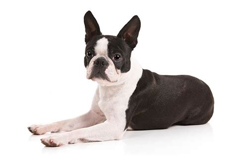We breed to produce the very best pet and companion boston terrier puppies. Boston Terrier | Dog Breed Information Complete Guide