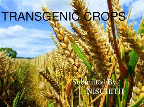 Q. The first transgenic crop was - Agri learner
