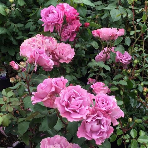 Caring For Roses In The Pacific Northwest — Seattles Favorite Garden