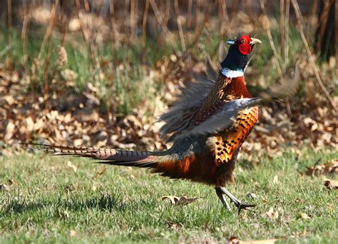 Hannibals Animals Rooster Pheasant Displaying