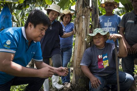 an enduring ‘bayanihan in agricultural research for development aciar