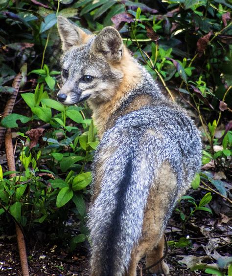 A Surprise Visitor Gray Fox Urocyon Cinereoargenteus We Flickr