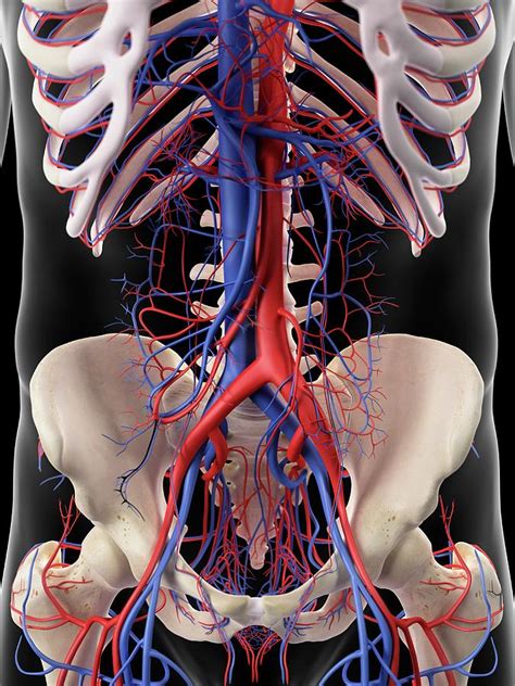 vascular system of human abdomen photograph by sebastian kaulitzki science photo library pixels