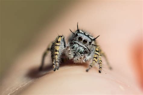 A Curious Little Jumping Spider Rspiders