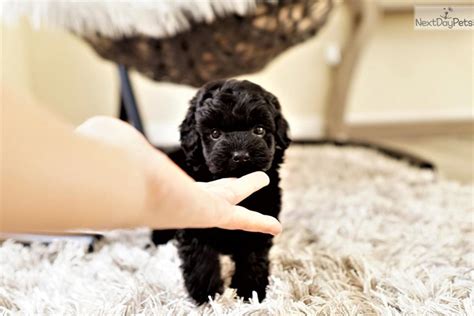 Black Mamba Malti Poo Maltipoo Puppy For Sale Near Orange County