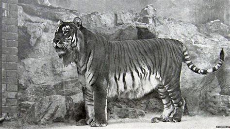Scientists Want To Bring Cousin Of Extinct Caspian Tiger To Central