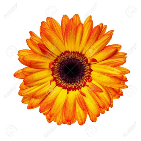 Gerber Daisy Clip Art And Look At Clip Art Images Clipartlook