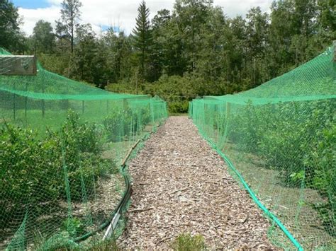 Maybe you would like to learn more about one of these? Knitted Bird Netting in Orchard/Garden Protect Seeds ...