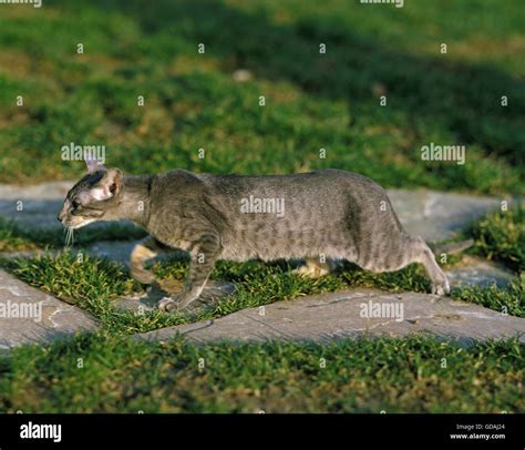Oriental Domestic Cat Hunting Hi Res Stock Photography And Images Alamy