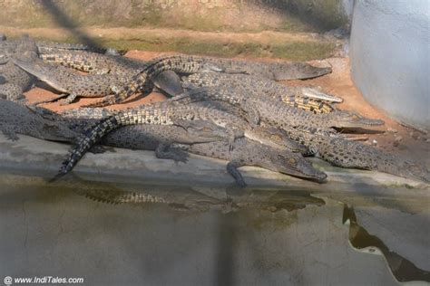 Saltwater Crocodiles At Bhitarkanika National Park Inditales