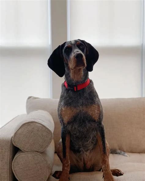 15 Reasons Why Coonhounds Make Great Pets Page 3 Of 5 Pettime