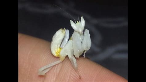 And we have ghost, carolina, giant asian, golden giant asian, and orchid mantis oothecae incubating now. Hymenopus Coronatus- Orchid Mantis Handling - YouTube