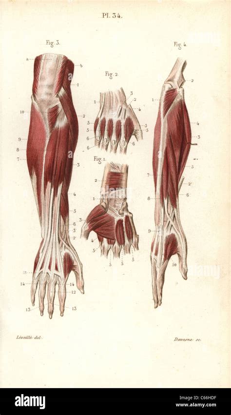 Muskeln Und Sehnen Des Unterarms Und Der Hand Stockfotografie Alamy