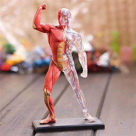 Buy 4d Assembled Human Muscle Anatomy Model Anatomical