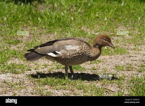 Female Australian Wood Duck Stock Photo Alamy