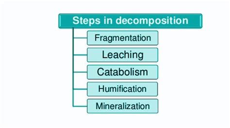 Decomposition Stages And Mechanism Of Decomposition Process