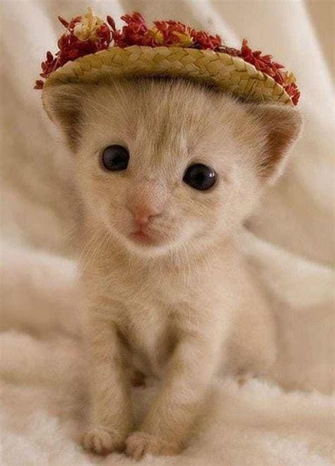32 Insanely Adorable Cats Wearing Hats Cute Animals Cute Baby