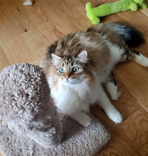 Meet Dmintri A Beautiful Siberian Cat Croshka Siberians