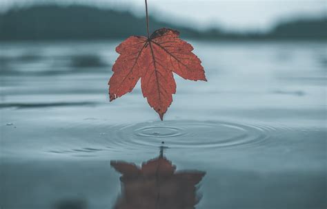 Leaf Water Autumn Reflection Hd Wallpaper Peakpx