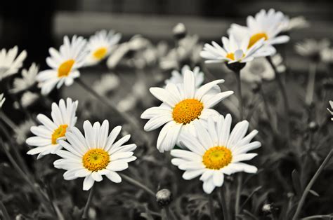 Nice Flowers Free Stock Photo Public Domain Pictures