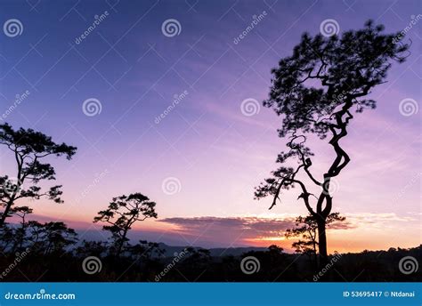 Pine Trees In Silhouette At Sunset Stock Image