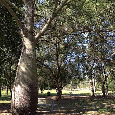 Friends Of Brisbane Botanic Gardens And Sherwood Arboretum Is Alive