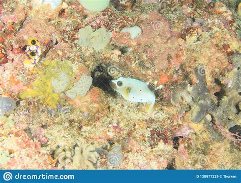 Blackspotted Puffer On Coral Reef Stock Image Image Of Barat