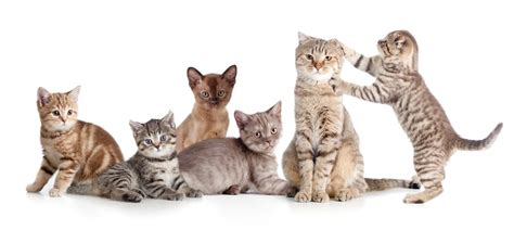 What Is A Group Of Cats Called Petsoid