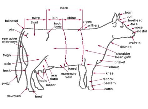 Anatomy External Parts Of The Dairy Cow Animales Agricultura
