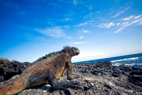 Planifica Las Vacaciones Perfectas En La Islas Galápagos