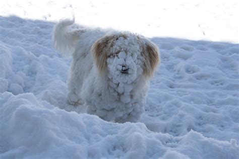 25 Dogs That Really Love Snow