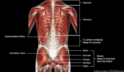 Lowe Spine Anatomy