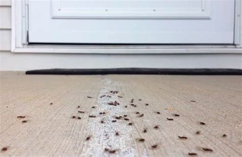 Swarming Termites How To Get Rid Of Them In The House Termites Pest