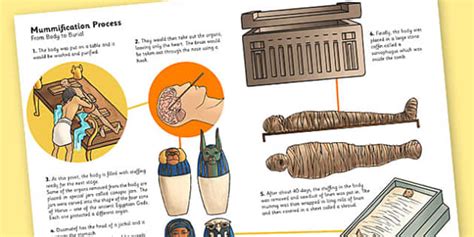 The Ancient Egyptians Mummification Information Print Out