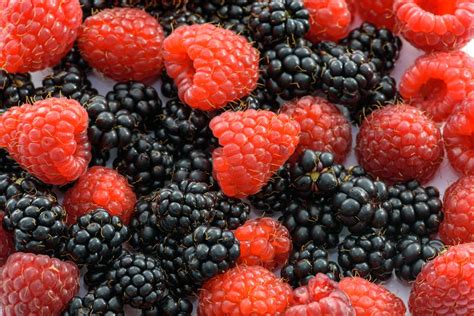 Free Stock Photo Of Berries Berry Blackberries