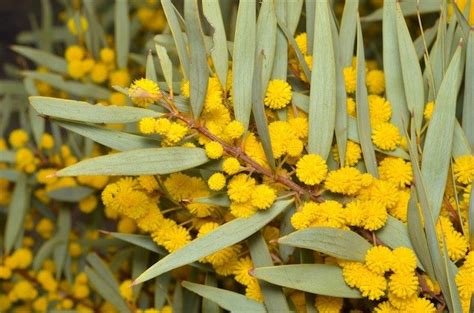 Factsheet Acacia Xiphophylla