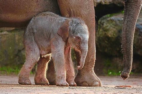Rare Elephant Birth Caught On Cctv At Chester Zoo Shropshire Star