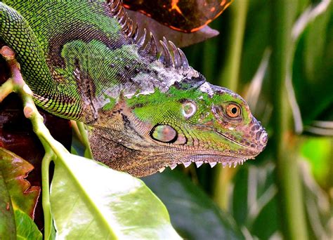 Iguana Adult At Tortuguero Shedding Skin And Checking O Flickr