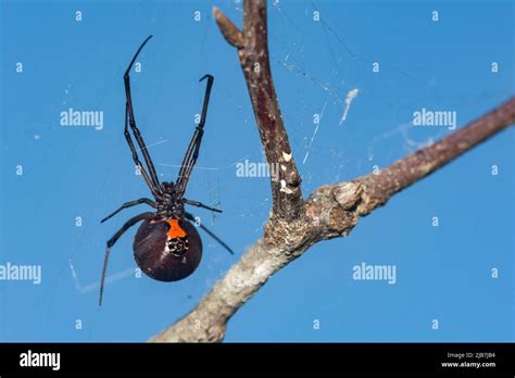 Southern Black Widow Spider Latrodectus Mactans Stock Photo Alamy