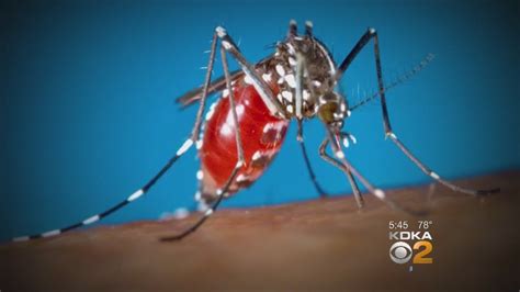 Rising Temperatures Means Return Of Zika Virus Concerns Youtube